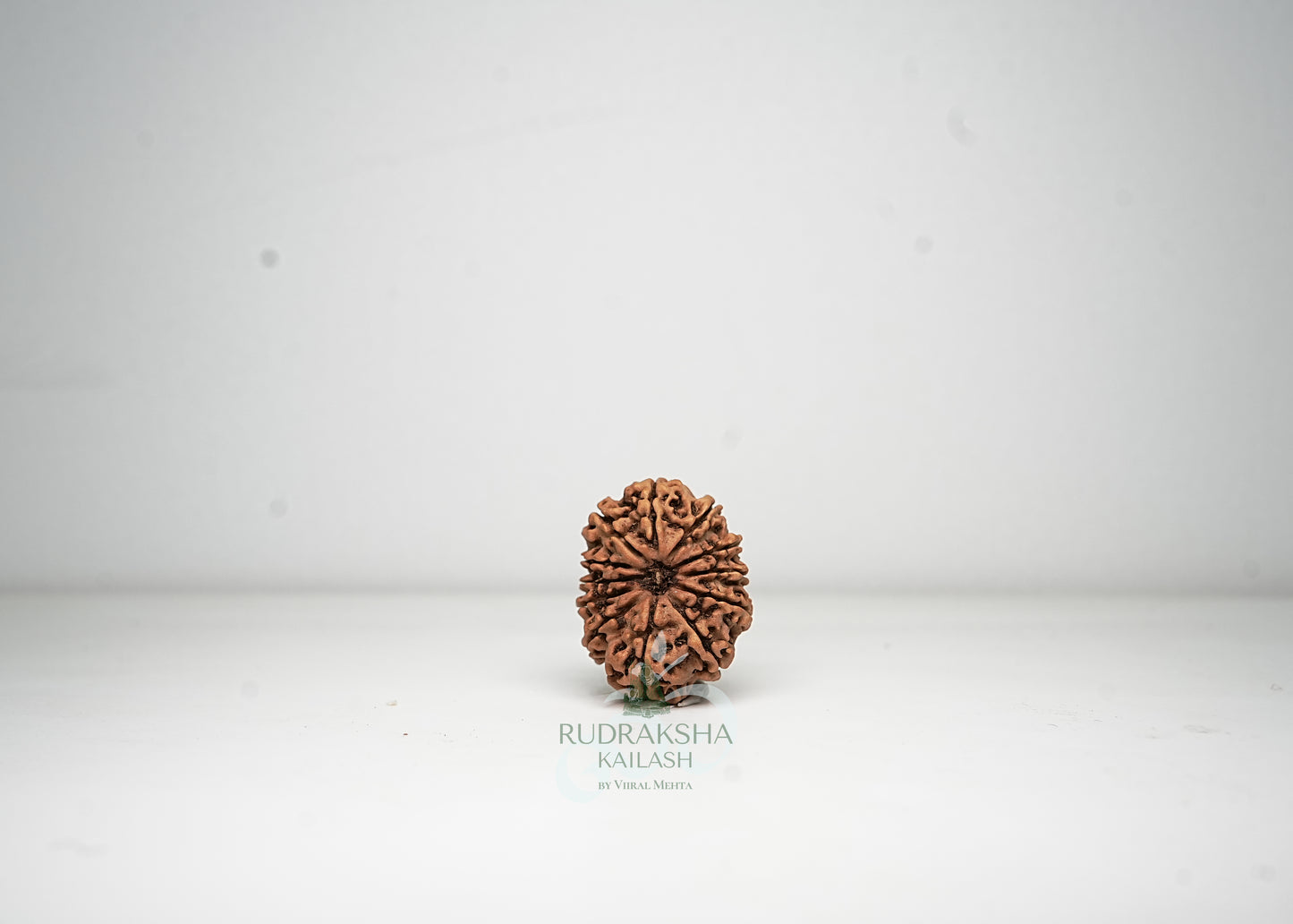 12 Mukhi Nepali Rudraksha - 1215