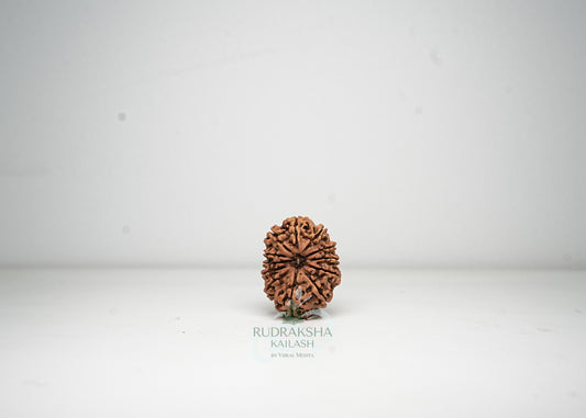 12 Mukhi Nepali Rudraksha - 1215