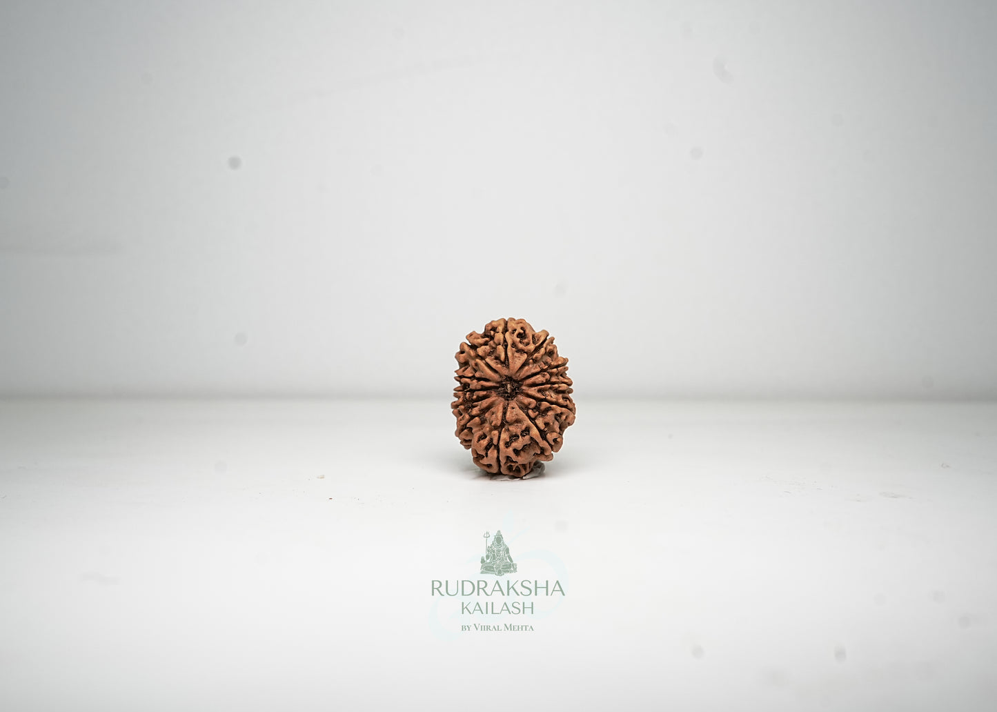 12 Mukhi Nepali Rudraksha - 1214