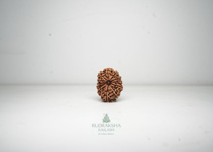 12 Mukhi Nepali Rudraksha - 1214