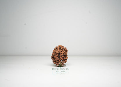 12 Mukhi Nepali Rudraksha - 1215