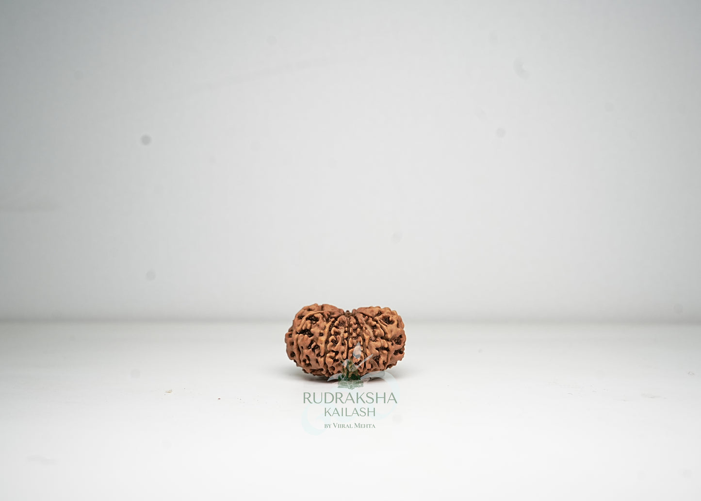 12 Mukhi Nepali Rudraksha - 1215
