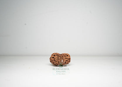 12 Mukhi Nepali Rudraksha - 1215