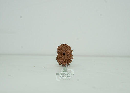 13 Mukhi Nepali Rudraksha - 1301