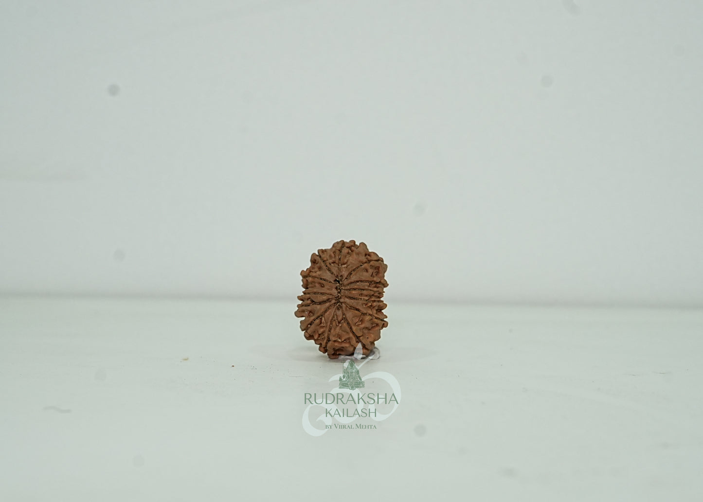 13 Mukhi Nepali Rudraksha - 1301