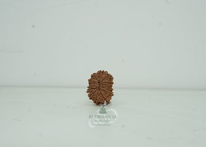13 Mukhi Nepali Rudraksha - 1301