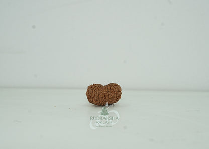 13 Mukhi Nepali Rudraksha - 1301