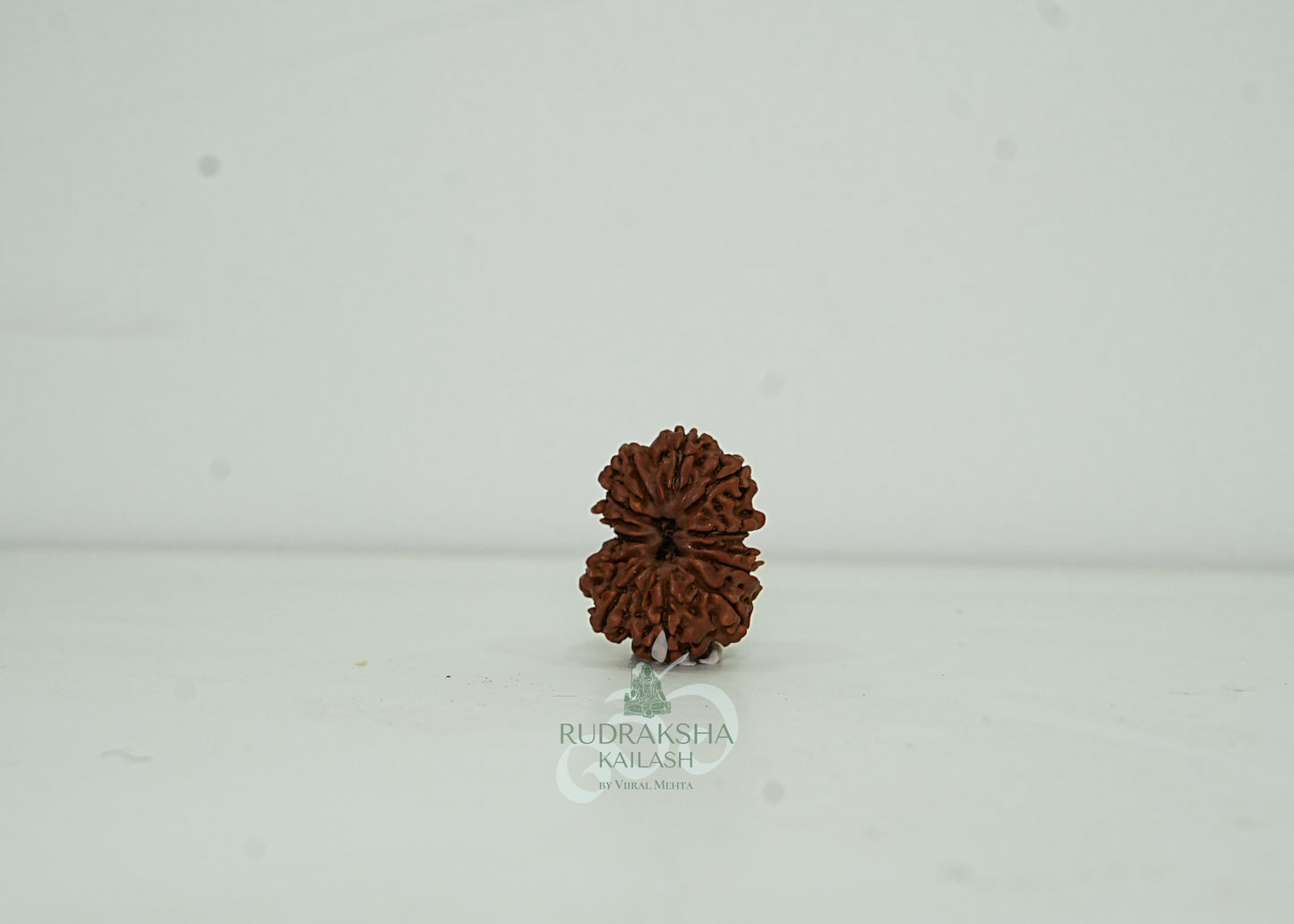 13 Mukhi Nepali Rudraksha - 1302