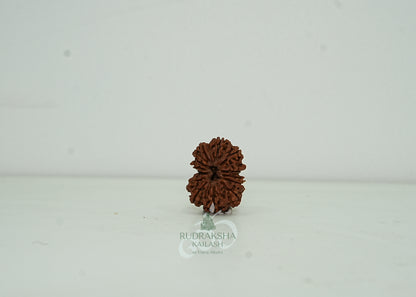 13 Mukhi Nepali Rudraksha - 1302