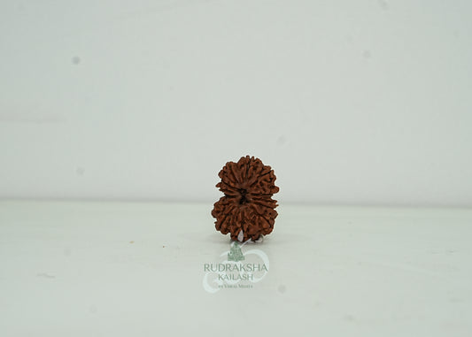 13 Mukhi Nepali Rudraksha - 1302