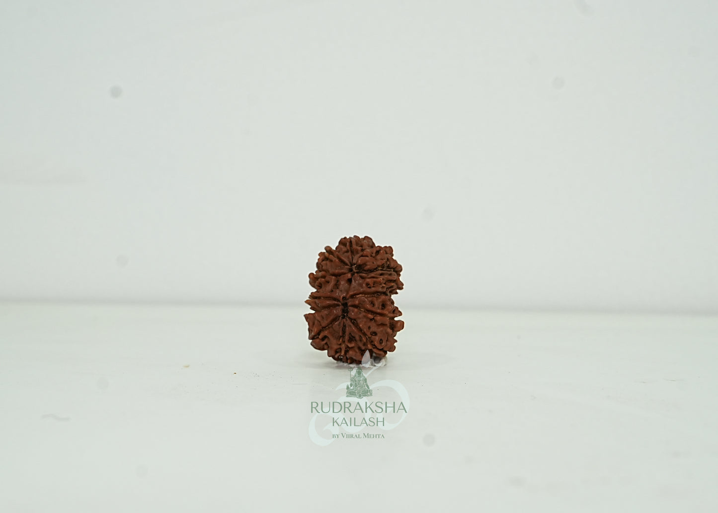 13 Mukhi Nepali Rudraksha - 1302