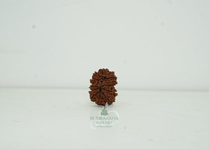 13 Mukhi Nepali Rudraksha - 1302