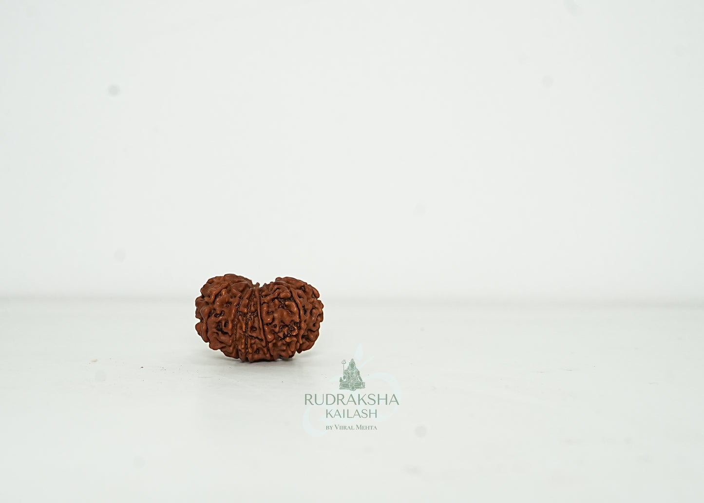 13 Mukhi Nepali Rudraksha - 1302