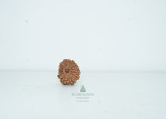 13 Mukhi Nepali Rudraksha - 1303