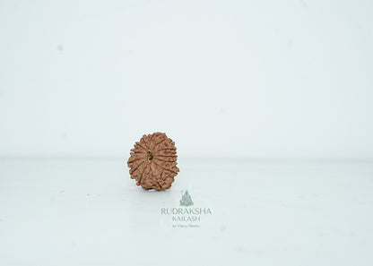 13 Mukhi Nepali Rudraksha - 1303