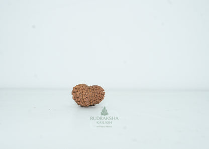 13 Mukhi Nepali Rudraksha - 1303