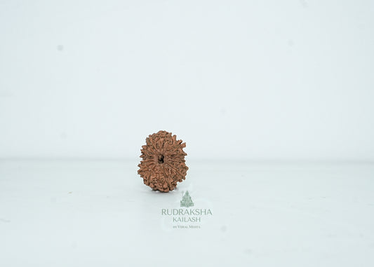 13 Mukhi Nepali Rudraksha - 1304