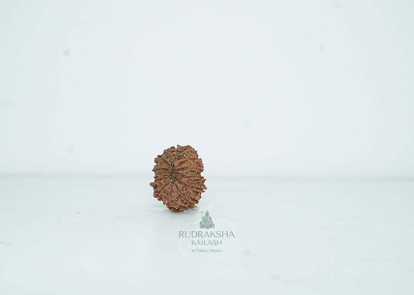 13 Mukhi Nepali Rudraksha - 1304