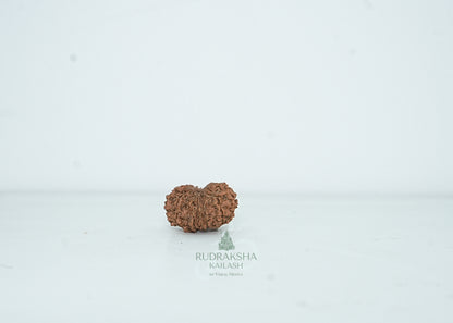 13 Mukhi Nepali Rudraksha - 1304