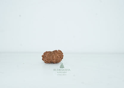 13 Mukhi Nepali Rudraksha - 1305