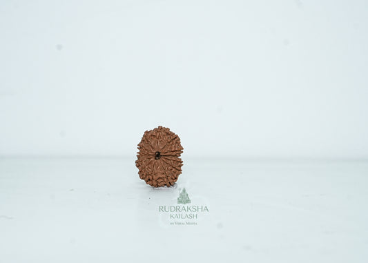 13 Mukhi Nepali Rudraksha - 1306