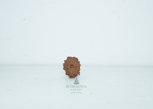 13 Mukhi Nepali Rudraksha - 1308