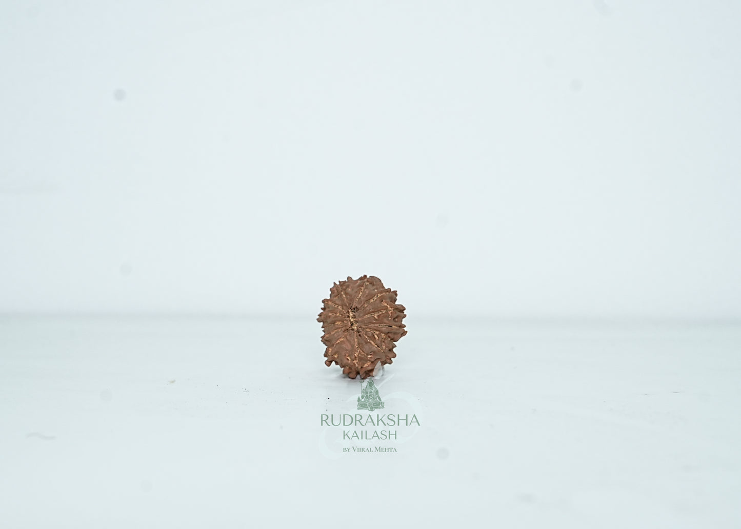 13 Mukhi Nepali Rudraksha - 1308