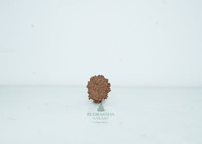 13 Mukhi Nepali Rudraksha - 1308