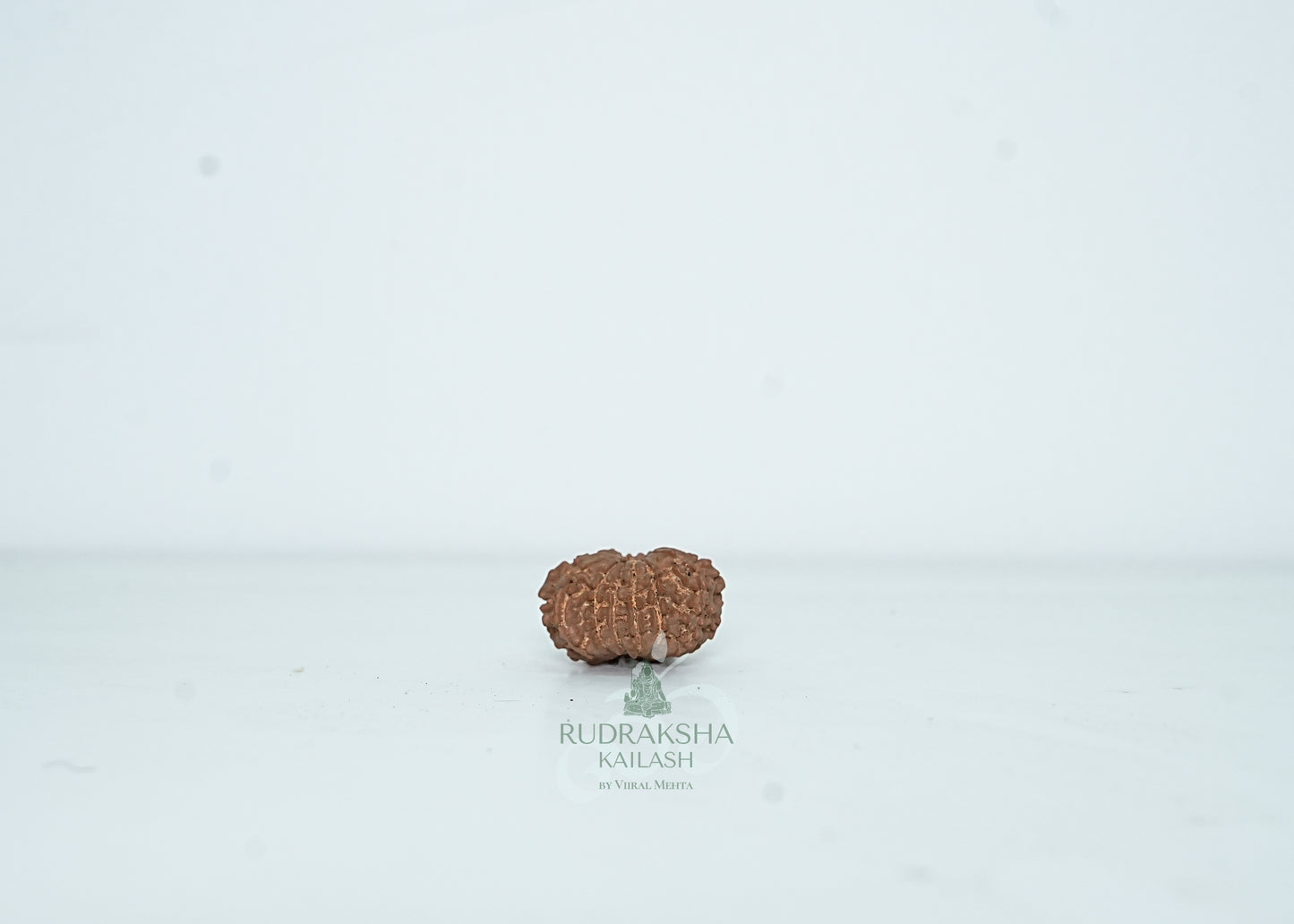13 Mukhi Nepali Rudraksha - 1308