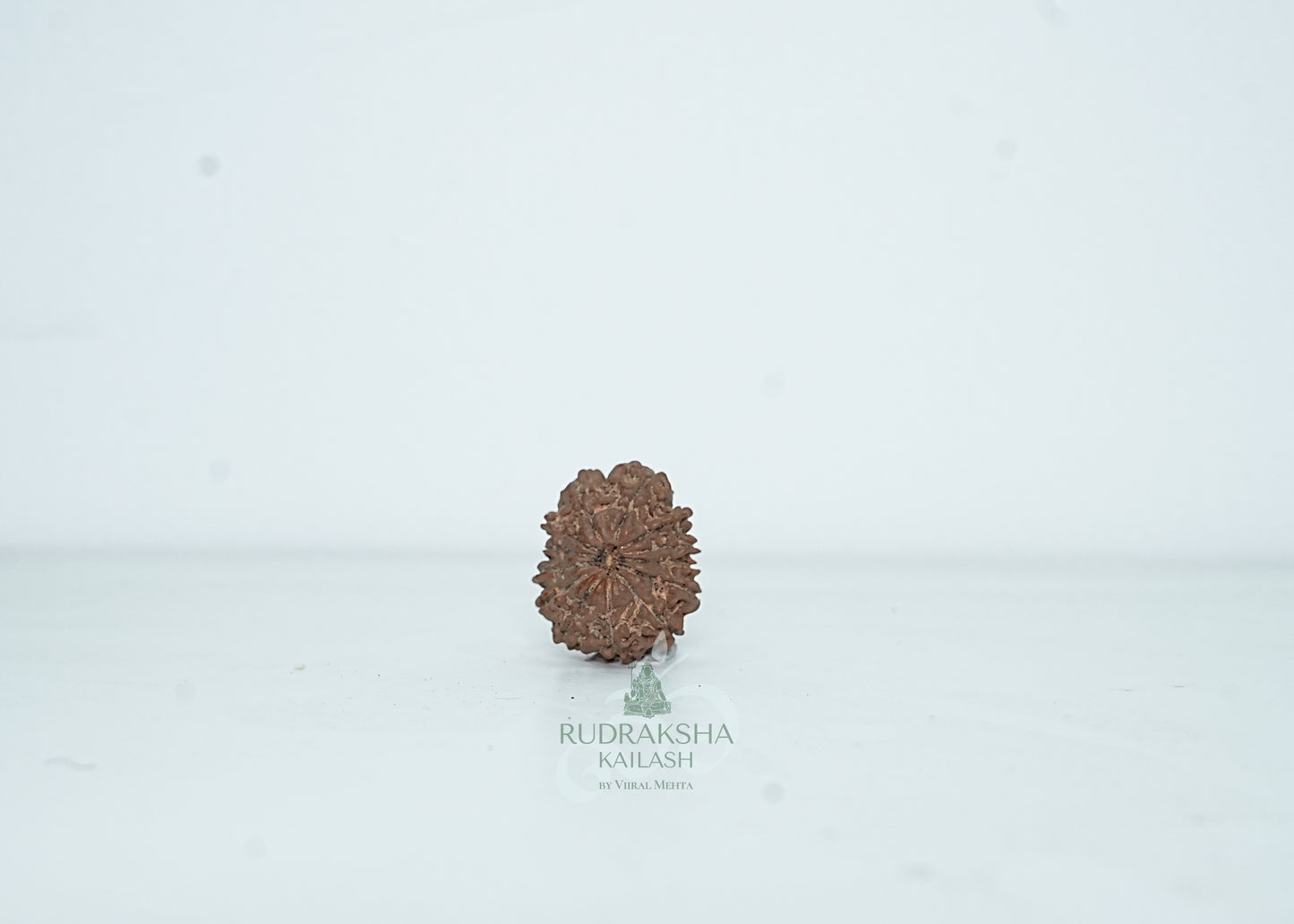 13 Mukhi Nepali Rudraksha - 1309