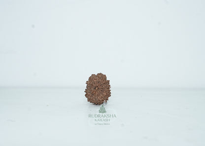 13 Mukhi Nepali Rudraksha - 1309