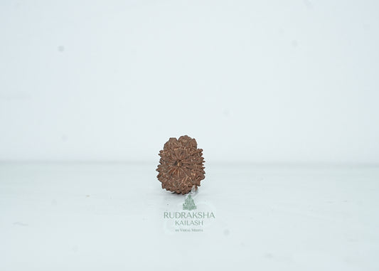 13 Mukhi Nepali Rudraksha - 1309