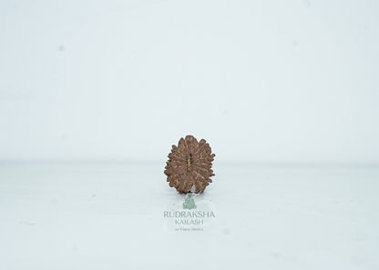13 Mukhi Nepali Rudraksha - 1309