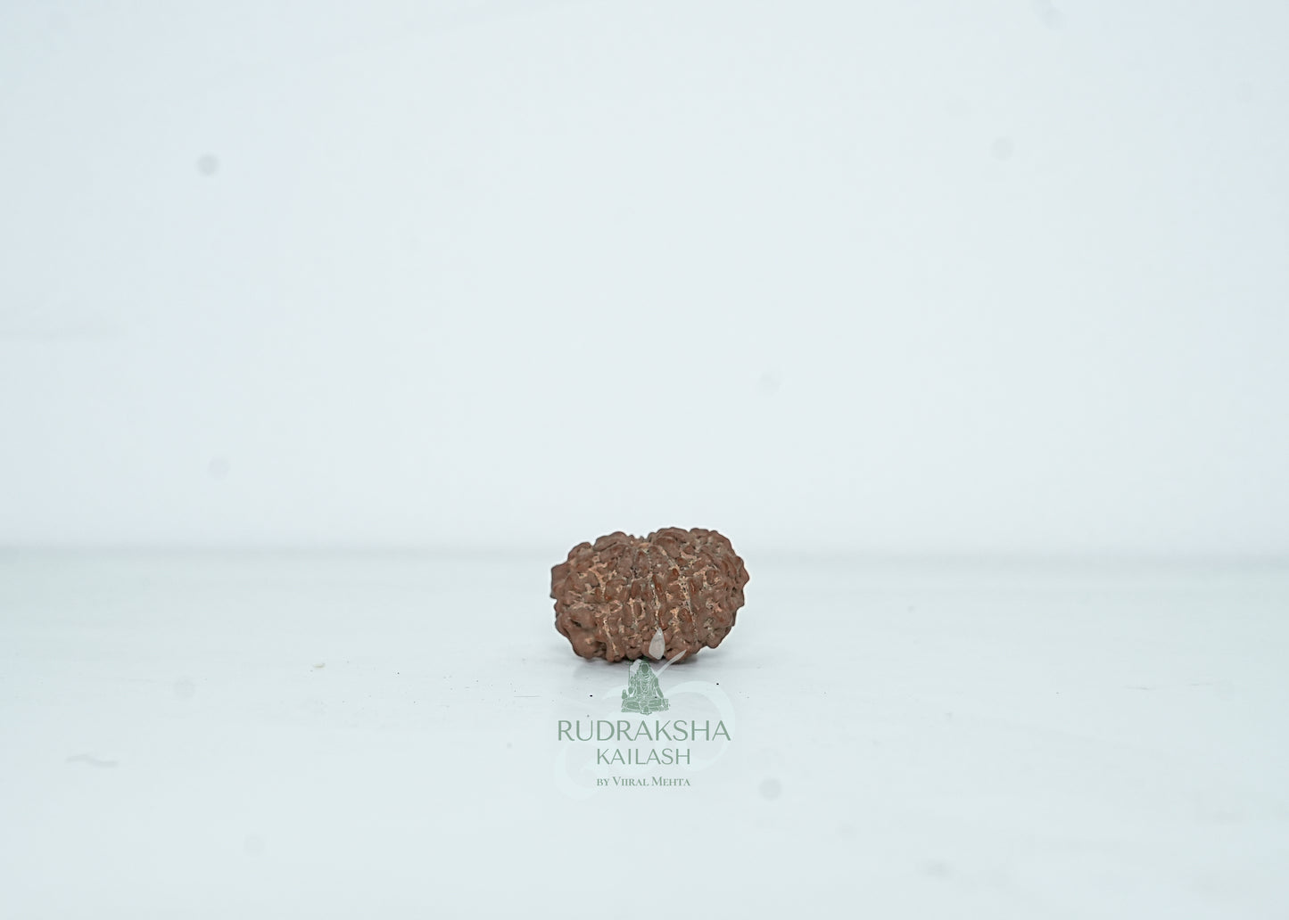 13 Mukhi Nepali Rudraksha - 1309