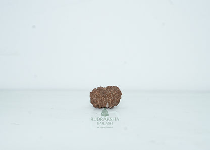 13 Mukhi Nepali Rudraksha - 1309