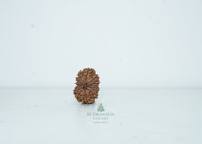 13 Mukhi Nepali Rudraksha - 1310