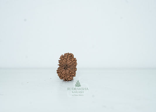 13 Mukhi Nepali Rudraksha - 1311