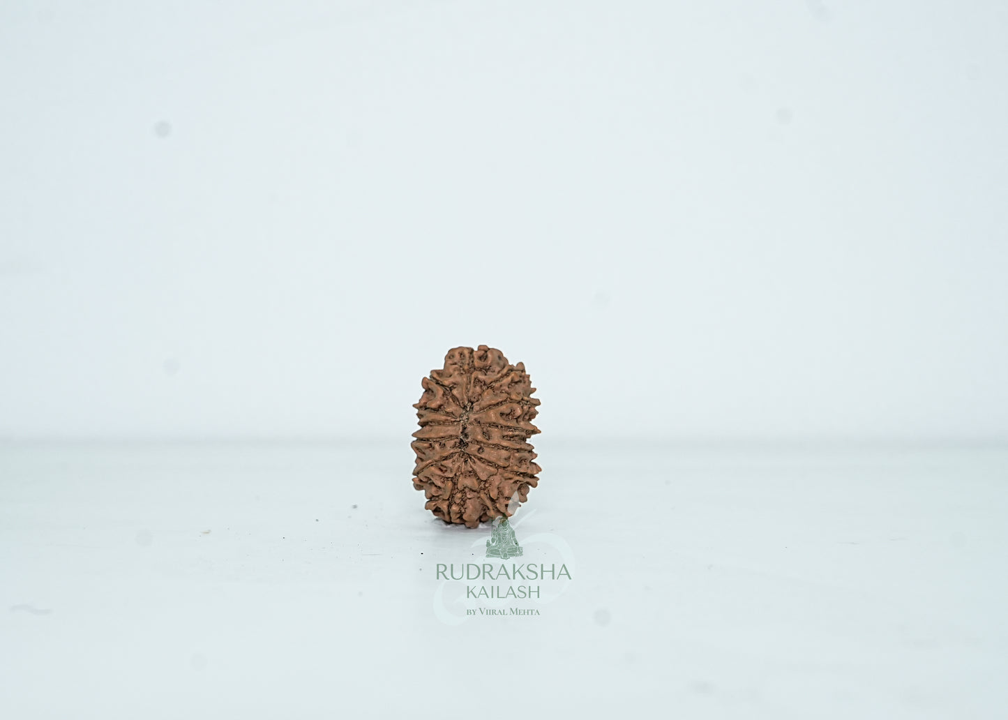 13 Mukhi Nepali Rudraksha - 1310