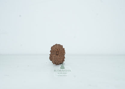 13 Mukhi Nepali Rudraksha - 1312