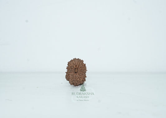 13 Mukhi Nepali Rudraksha - 1313