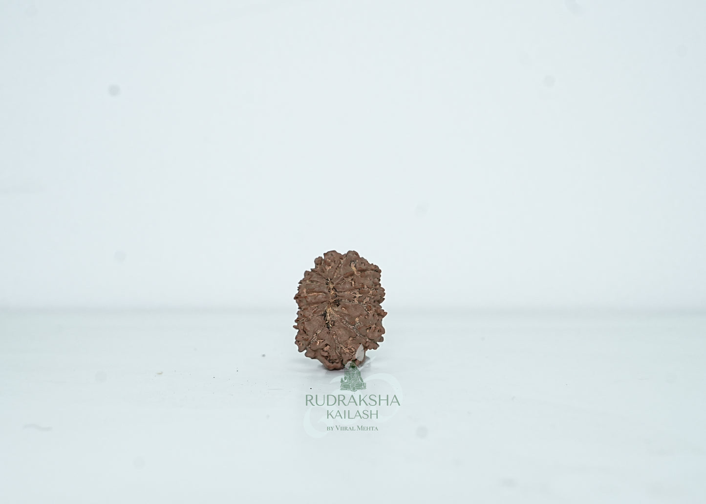 13 Mukhi Nepali Rudraksha - 1312