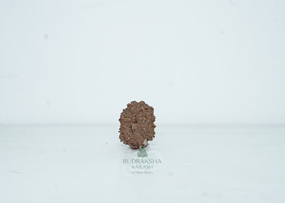 13 Mukhi Nepali Rudraksha - 1312