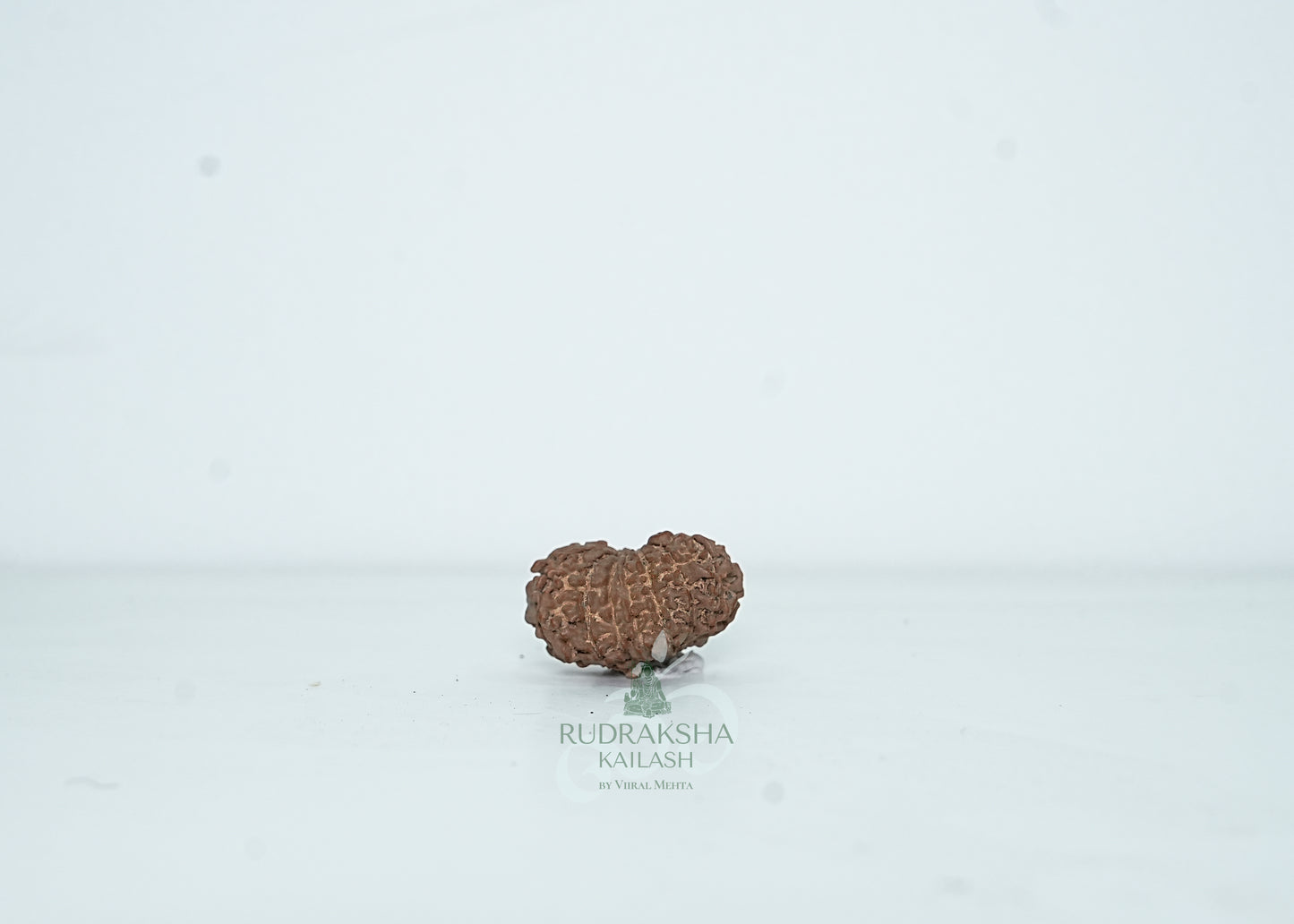13 Mukhi Nepali Rudraksha - 1312