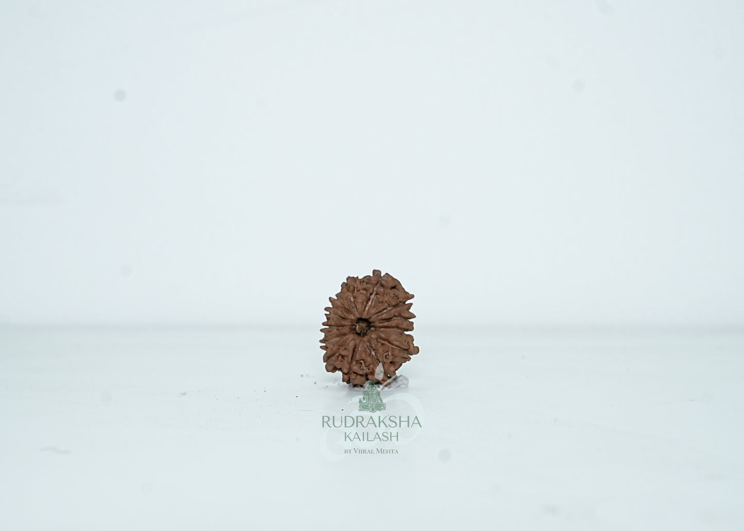 13 Mukhi Nepali Rudraksha - 1314