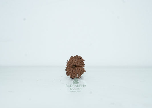 13 Mukhi Nepali Rudraksha - 1314