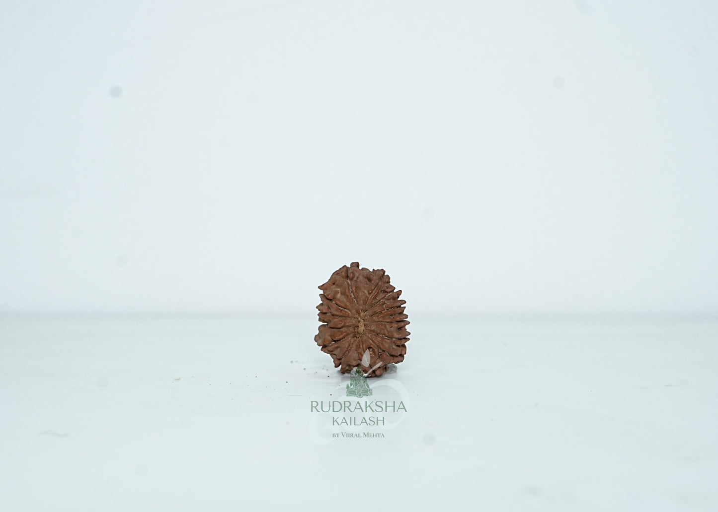 13 Mukhi Nepali Rudraksha - 1314