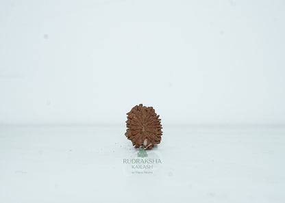 13 Mukhi Nepali Rudraksha - 1314