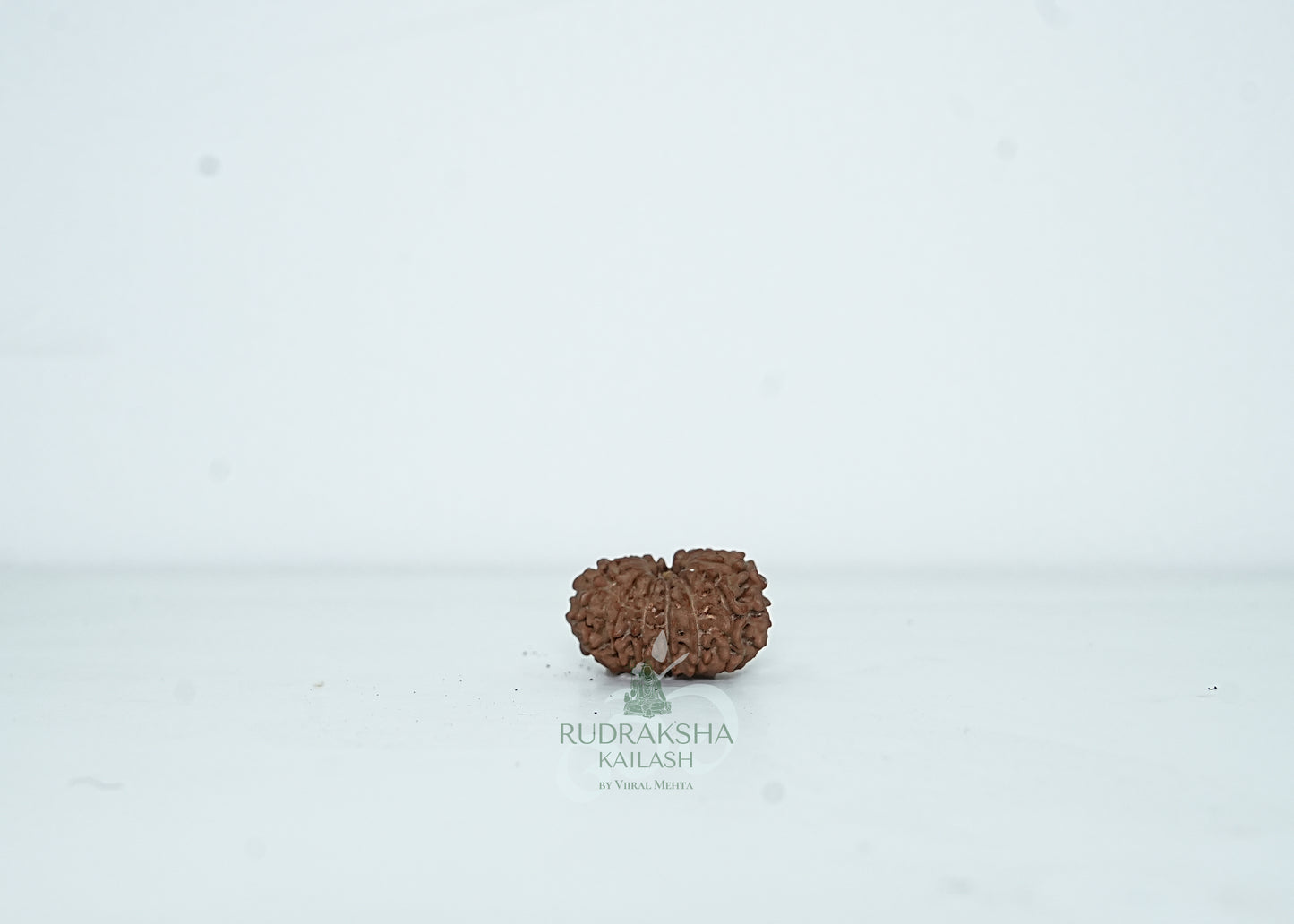 13 Mukhi Nepali Rudraksha - 1314