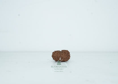 13 Mukhi Nepali Rudraksha - 1314