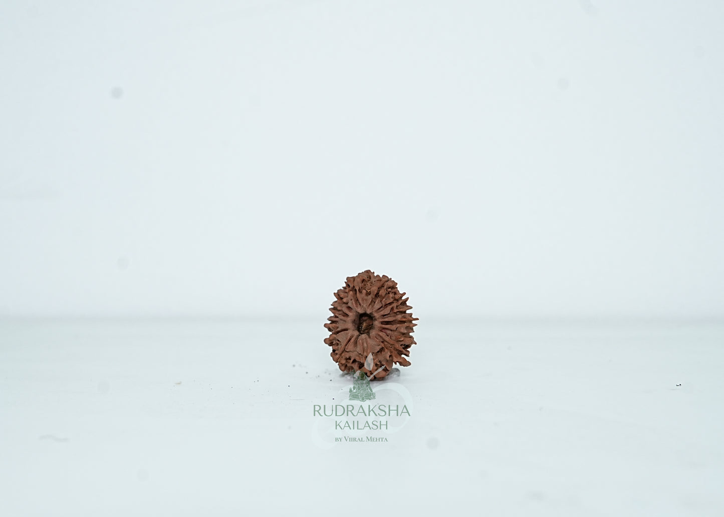 13 Mukhi Nepali Rudraksha - 1315